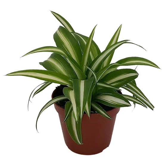 chlorophytum