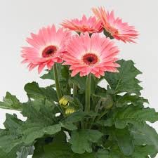 Gerbera