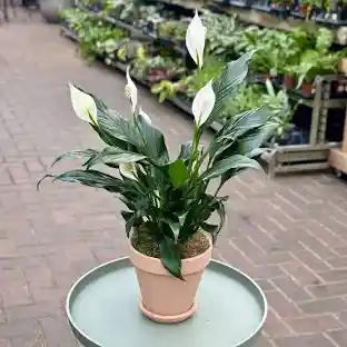  Spathiphyllum