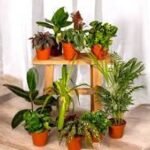 plantes d'intérieur dépolluantes