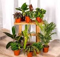 plantes d'intérieur dépolluantes