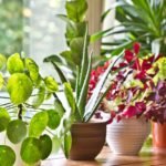 plantes d'intérieur faciles