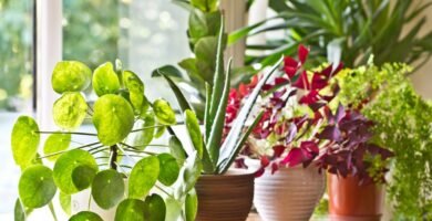 plantes d'intérieur faciles
