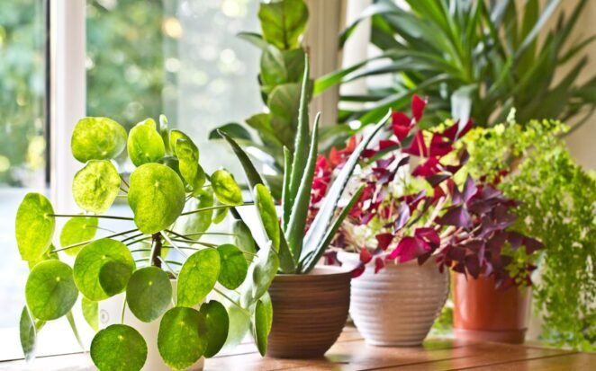 plantes d'intérieur faciles